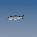 Silver Salmon Fish With Black Spots Swimming In Blue Water Environment