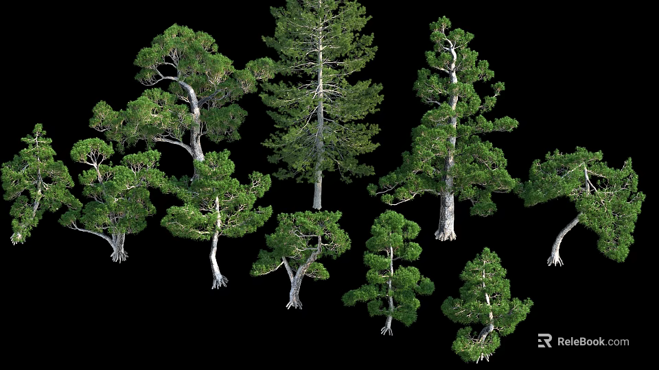 Various Evergreen Arbor Trees With Different Trunk Shapes And Lush Green Foliage 3d model 