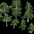 Various Evergreen Arbor Trees With Different Trunk Shapes And Lush Green Foliage