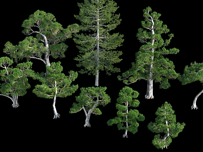 Various Evergreen Arbor Trees With Different Trunk Shapes And Lush Green Foliage 3d model