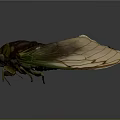 Close Up View Of Cicada With Brown Body And Transparent Green Veined Wings