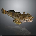 Rough Skinned Fish With Open Mouth And Unique Fins On Dark Background