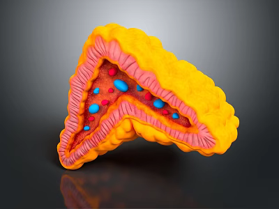 3D Rendered Biological Tissue Section Featuring Yellow Outer Layer Pink Middle and Blue Red Particles 3d model