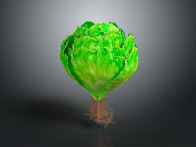 Fresh Green Lettuce With Visible Roots On Dark Background For Healthy Diet 3d model