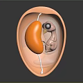 3D Anatomical Model Showing Kidney And Black Spherical Organ In Abdominal Cavity