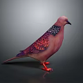 Pink Purple Feathered Pigeon With White Spotted Wings And Red Feet On Gray Gradient Background