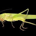 Modern grasshopper 3d model