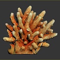 Coral Red Coral White Coral Blue Coral Gold Coral Black Coral Ball Coral Grass Coral Fine Finger Anemone 3d model