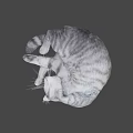 Fluffy Grey Cat Curled Up Sleeping Peacefully On Soft Surface