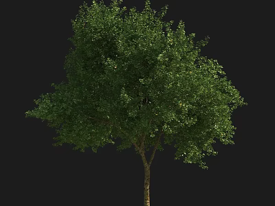 Lush Green Arbor with Dense Foliage and Strong Brown Trunk 3d model