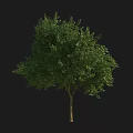 Lush Green Arbor with Dense Foliage and Strong Brown Trunk 3d model