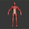 Anatomical 3D Human Musculature Model Showing Detailed Limbs And Visible Muscles Structure