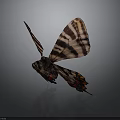 Beautiful Butterfly With Striped Brown And Orange Wings In Flight Against Dark Background With Reflection