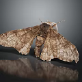 Detailed Brown Moth With Dead Leaf Pattern Wings And Body Details On Dark Reflective Surface