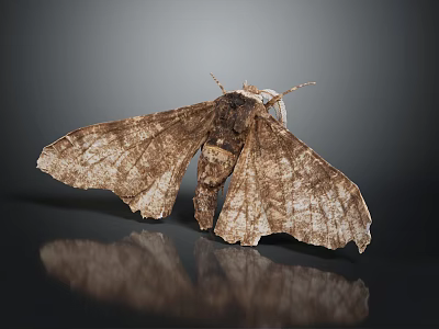 Detailed Brown Moth With Dead Leaf Pattern Wings And Body Details On Dark Reflective Surface 3d model