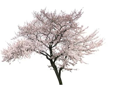 Beautiful Flowering Tree With Pink Blossoms In Full Bloom And Spreading Branches 3d model