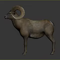 Wild Ram With Large Curved Horns And Brown Fur Standing On Gray Background