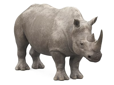 Realistic 3D Rendering of Gray Rhinoceros with Detailed Skin Texture 3d model