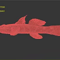 Vibrant Freshwater Fish With Orange Fins And Brown Black Patterned Body On Gray Background