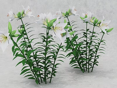 Lush Decorative Shrub With Blooming White Flowers And Green Leaves 3d model