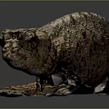 Brown And Beige Chameleon With Bark Like Skin Texture Standing On Dark Background Surface