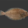 Orange Spotted Flatfish With Fresh Appearance And Flat Body On Dark Background