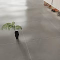 Modern Grey Floor Tiles with White Grout Lines and Green Potted Plant