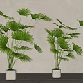 Potted Palm Plants With Large Fan Shaped Green Leaves In White Pots On Wooden Floor