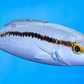 Vibrant Tropical Fish With White Body Black Stripe And Yellow Eyes In Blue Aquatic Environment
