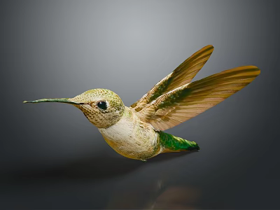 Flying Hummingbird with Green and White Body Brown Wings and Long Beak Against Dark Background 3d model