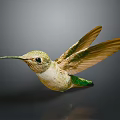 Flying Hummingbird with Green and White Body Brown Wings and Long Beak Against Dark Background