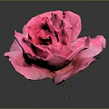 Vibrant Pink Rose Isolated on Dark Background with Detailed Petal Structure
