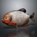 Piranha Fish With Silver Body Red Belly And Plump Appearance On Dark Background