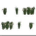 Healthy Green Crop Plants With Tall Stems And Seed Heads In Cultivation
