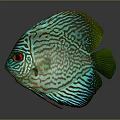 Discus Fish with Turquoise Stripes and Red Eyes on Gray Background with Reflection 3d model