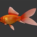 Vibrant Orange Goldfish With Large Flowing Tail Swimming On Black Background