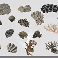 Various Aquatic Plants Featuring Diverse Coral Forms Textures And Marine Shapes