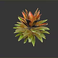 Vibrant Tropical Plant With Red And Green Rosette Leaves
