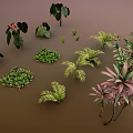 Diverse Green And Colorful Foliage Plants Arranged On Brown Background Surface