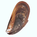 Modern Shell Mussel 3d model