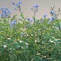 Vibrant Blue Flowers And Lush Green Leaves In Natural Garden Setting