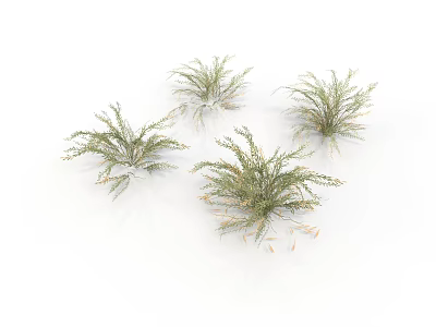 Four Green Herbaceous Plants With Slender Leaves In Natural Growth On White Background 3d model