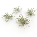 Four Green Herbaceous Plants With Slender Leaves In Natural Growth On White Background