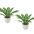 Pair of Green Fern Bonsai Potted Plants In White Ceramic Pots
