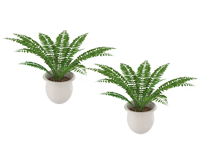 Pair of Green Fern Bonsai Potted Plants In White Ceramic Pots 3d model