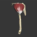 3D Anatomical Model of Human Hip Joint Showing Bone and Muscle Structure