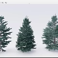 Different Shaped Green Evergreen Coniferous Trees with Lush Foliage and Natural Growth