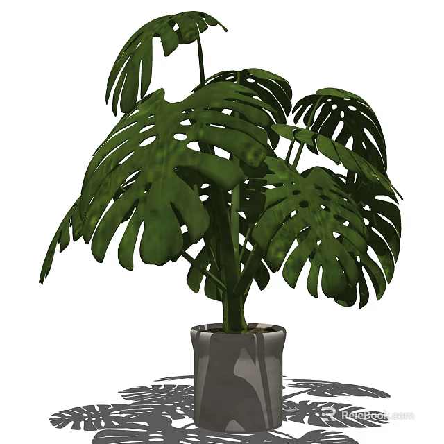 Indoor Potted Monstera Plant With Large Hole Leaves In White Ceramic Pot 3d model 