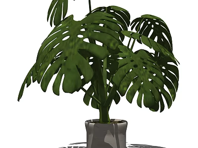 Indoor Potted Monstera Plant With Large Hole Leaves In White Ceramic Pot 3d model