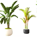 Various Bonsai Potted Plants With Large Green Leaves And Decorative Hanging Pots